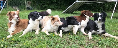 Agility Obedience Chien Border Collie positif jeu hoopers